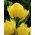 Tulipán Monte Carlo - csomag 5 darab - Tulipa Monte Carlo