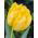 Tulipán Monte Carlo - csomag 5 darab - Tulipa Monte Carlo