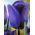 Tulip Blue – large pack! – 50 pcs