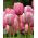Tulipa Pink Impression - Tulip Pink Impression - 5 bulbs
