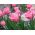 Tulipa Pink Impression - Tulip Pink Impression - 5 bulbs