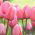 Tulipa Pink Impression - Tulip Pink Impression - 5 bulbs