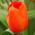 Tulipa Orange - Tulip Orange - 5 bulbs