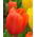 Tulipa Orange - Tulip Orange - 5 bulbs