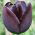 Tulipa Queen of Night - paquete de 5 piezas