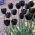 Tulipa Queen of Night - paquete de 5 piezas