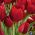 Tulipa Red Georgette - Tulpe Red Georgette - 5 Zwiebeln