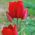 Tulipa Red Georgette - Tulpe Red Georgette - 5 Zwiebeln