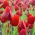 Tulipa Red Georgette - Tulpe Red Georgette - 5 Zwiebeln