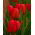Tulipa Red - Tulip Red - 5 bulbs