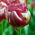 Tulipa Renown Unique - Tulip Renown Unique - 5 구근