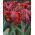 Tulipano Rococo - pacchetto di 5 pezzi - Tulipa Rococo