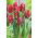 Tulipano Rococo - pacchetto di 5 pezzi - Tulipa Rococo