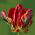 Tulipano Rococo - pacchetto di 5 pezzi - Tulipa Rococo