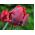 Tulipano Rococo - pacchetto di 5 pezzi - Tulipa Rococo