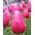 Tulipaner Rose - pakke med 5 stk - Tulipa Rose