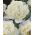Tulipa Mount Tacoma – Tulpe Mount Tacoma - 5 Zwiebeln