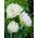 Tulipa Mount Tacoma – Tulpe Mount Tacoma - 5 Zwiebeln