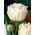 Tulipa Mount Tacoma – Tulpe Mount Tacoma - 5 Zwiebeln