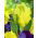 Tulipa Texas Gold - Tulip Texas Gold - 5 bulbs