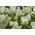 Tulip Putih Murni - Tulip Putih Murni - 5 lampu - Tulipa White Purissima