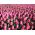 Tulipa Pink Impression - Tulip Pink Impression - 5 bulbs