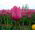 郁金香玫瑰 - 郁金香玫瑰 -  5个洋葱 - Tulipa Rose