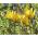 Tulipano Botanico - Miscela di colori - Tulipa - Mini fioriture, maxi effetto - Bulbi - 5 pz