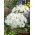 Karpaterklocka - vit - Campanula carpatica - Stadig tillväxt, skönhet för nybörjare - Färska frön
