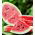 Vandmelon - Mini Love - 5 frø - Citrullus lanatus