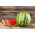 Vandmelon - Mini Love - 5 frø - Citrullus lanatus