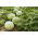 Vandmelon - Mini Love - 5 frø - Citrullus lanatus