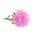 Aster - Needle - Pink - Callistephus chinensis - Summer Brightness, Ideal for Displays - Fresh Seeds