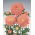 Roze-oranje chinese "Princess" aster - 500 zaden - Callistephus chinensis