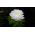 Callistephus chinensis - 500 zaden - wit