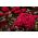 Tarajos celózia - Toreador - 360 magok - Celosia argentea cristata