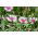 Cornflower, Bachelor's button "Classic Romantic" - 250 seeds