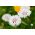 Cornflower, Bachelor's button "Classic Romantic" - 250 seeds