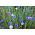 Fiordaliso, pulsante scapolo - mix di varietà perenne - 75 semi - Centaurea