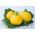 Zucchini "One Ball F1" - 8 seeds