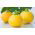 Zucchini "One Ball F1" - 8 seeds