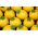Zucchini "One Ball F1" - 8 seeds