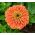 Dahlienblütige Zinnie 'Eldorado'