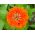 Dahlia-flowered common zinnia "Orange King" - 120 seeds