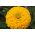 Dahlia-flowered common zinnia "Canary Bird" - 120 seeds