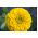 Dahlia-flowered common zinnia "Canary Bird" - 120 seeds