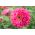 Цинния цветущая георгина "Иллюминация" - 120 семян - Zinnia elegans dahliaeflora - семена