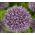 Allium Mars, Riesen-Lauch, Zierlauch