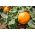 Sütőtök - Karovita Bis - Cucurbita maxima  - magok