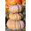 Mošusni squash "Muscade de Provence" - s vrlo aromatičnim voćnim mesom - 18 sjemenki - Cucurbita moschata - sjemenke